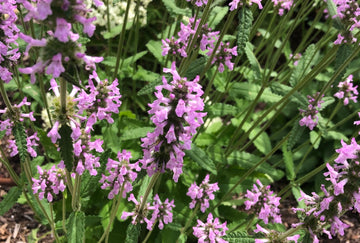 June 29th / 11am-2pm / Building Resilience with Herbal Sensory Experiencing with Clinical Herbalist, Mel Kasting, RH (AHG)