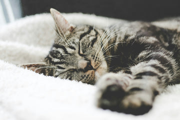 August 5th / 6:30-8:30 pm / Catch Some Zzzzzs: Herbs for Sleep Support with Clinical Herbalist, Mel Kasting, RH (AHG)