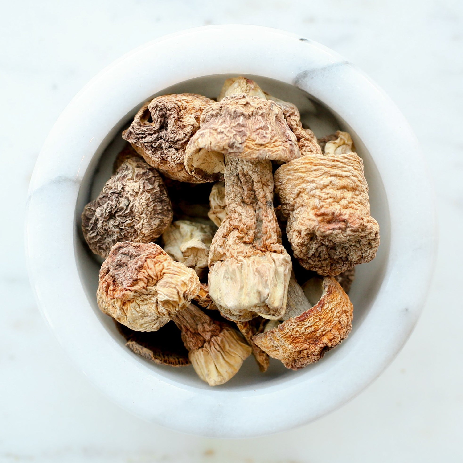 Agaricus blazei Murrill Mushroom